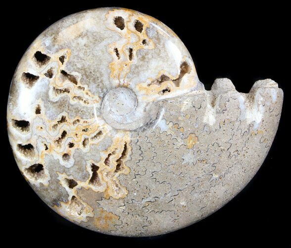 Polished Cretaceous Ammonite Fossil - Khenifra, Morocco #35300